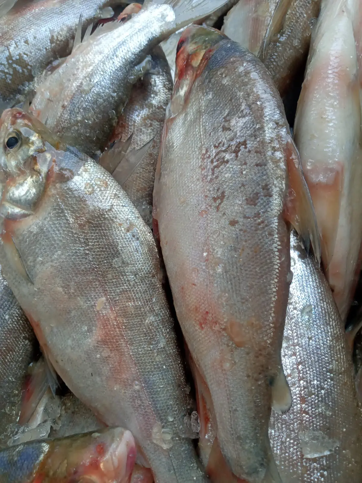 500 quilos de branquinhas são trazidos de Humaitá para o mercado de Sena Madureira