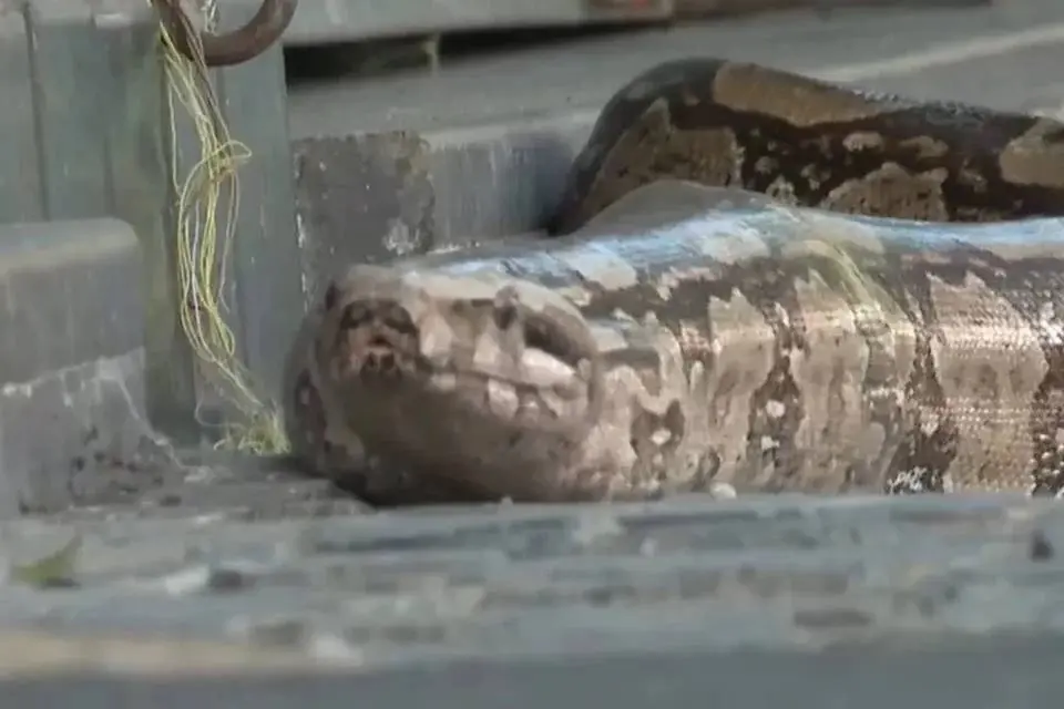 Cobra assusta comerciantes e clientes ao “passear” em avenida; Vídeo