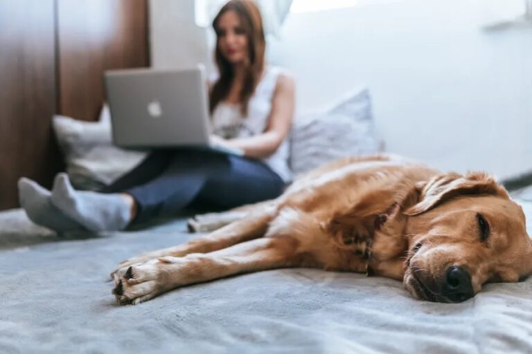 App para falar com cachorro? Veja opções que prometem diálogo com pets
