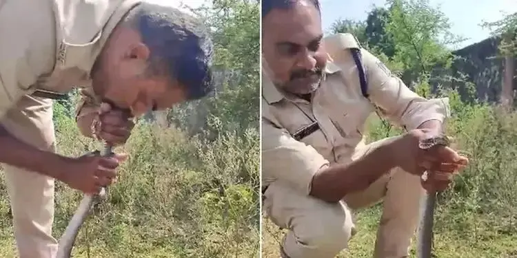 Policial salva cobra venenosa com respiração boca a boca; veja