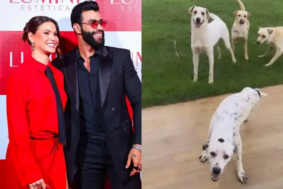 Gusttavo Lima e Andressa Suita adotam 5 cachorros abandonados em rua