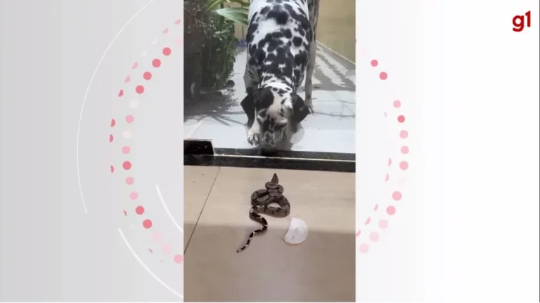 VÍDEO: Jiboia tenta dar bote em dálmata e ‘dá de cara’ com porta de vidro