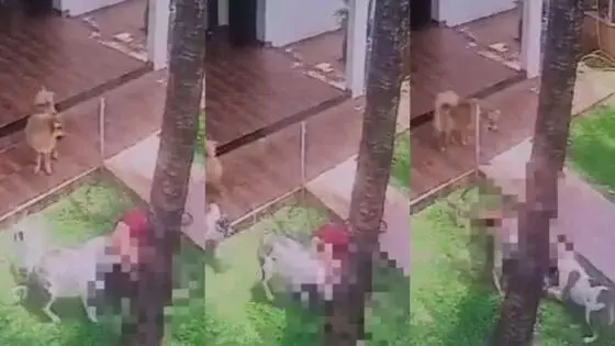 Mulher tem orelha arrancada por pit-bull depois de desmaiar; vídeo