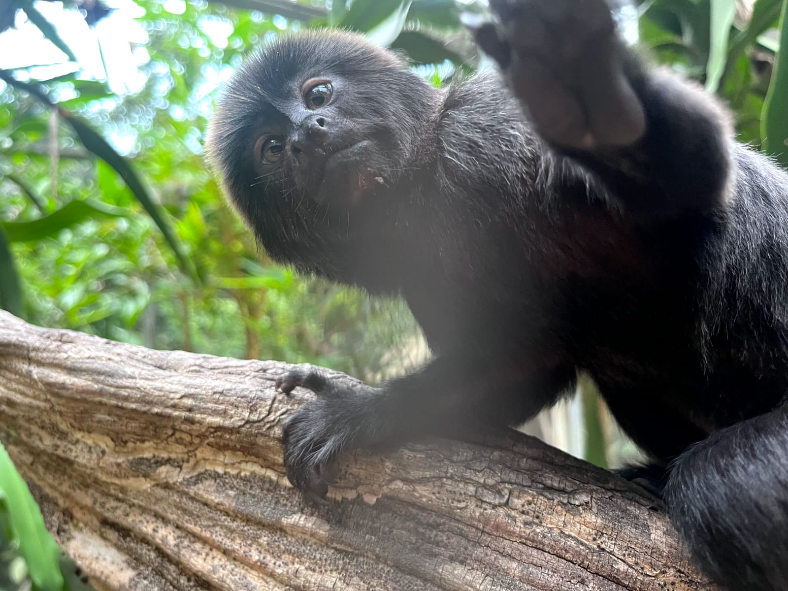 Fofura! Parque Chico Mendes recebe nova habitante; conheça sobre a espécie