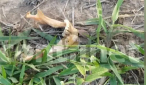 Ossada humana encontrada no interior do Acre levanta suspeitas de ataque de onça