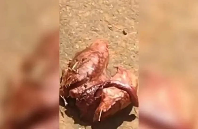 Órgão semelhante a pulmão humano é achado em frente a cemitério