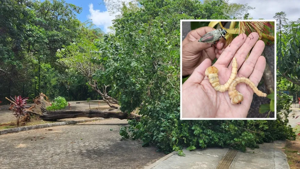 Entenda como inseto ‘gigante’ de 10 centímetros derruba árvores de 10 metros
