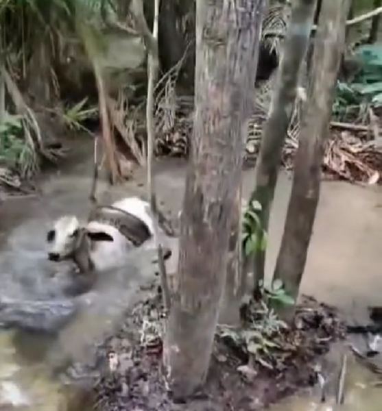 Vídeo mostra cobra gigante atacando bezerro em área de mata; ASSISTA