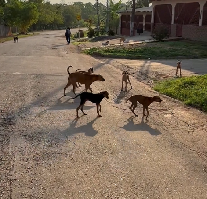 Jornalista mostra mais de 20 cães abandonados em estrada de Rio Branco; internautas reagem