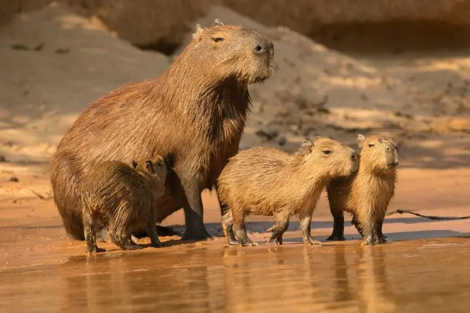 Capivara congelada: homem é flagrado com carne no freezer e armas