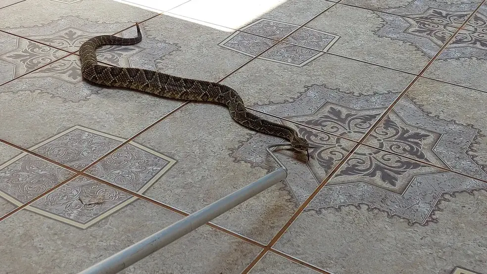 VÍDEO: cobra cascavel é encontrada perto de casas e assusta moradores