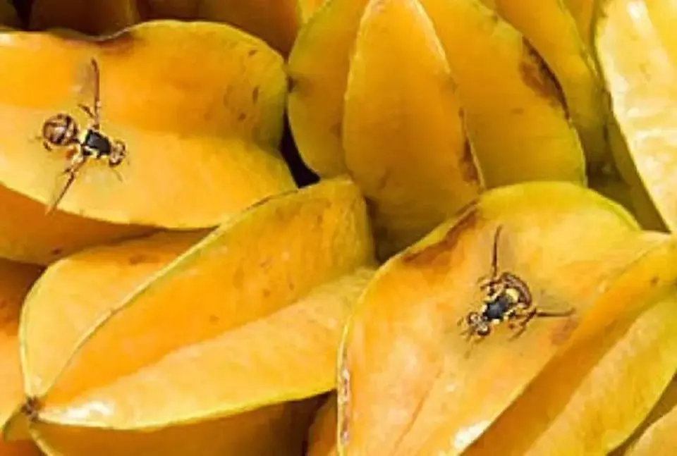 Mosca-da-carambola leva 4 estados a declarar emergência fitossanitária