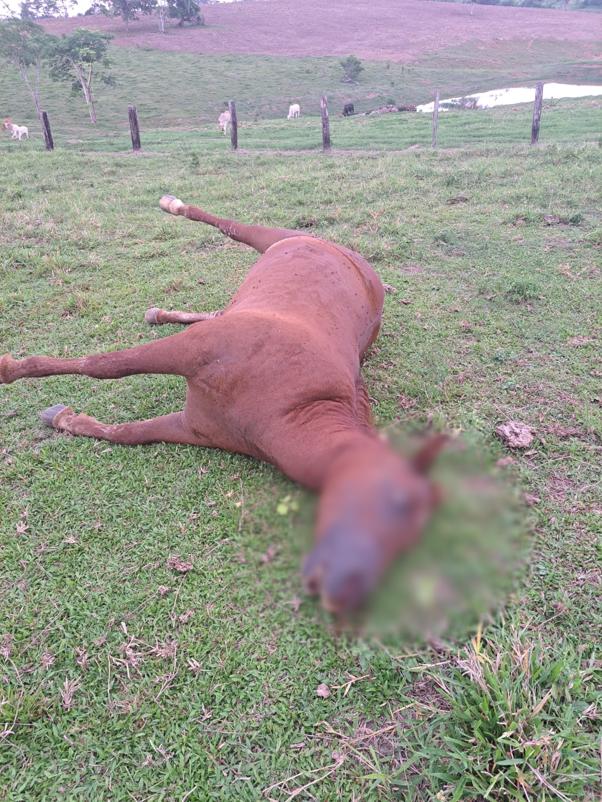 Égua que valia R$ 50 mil morre ao ser atingida por raio no interior do Acre