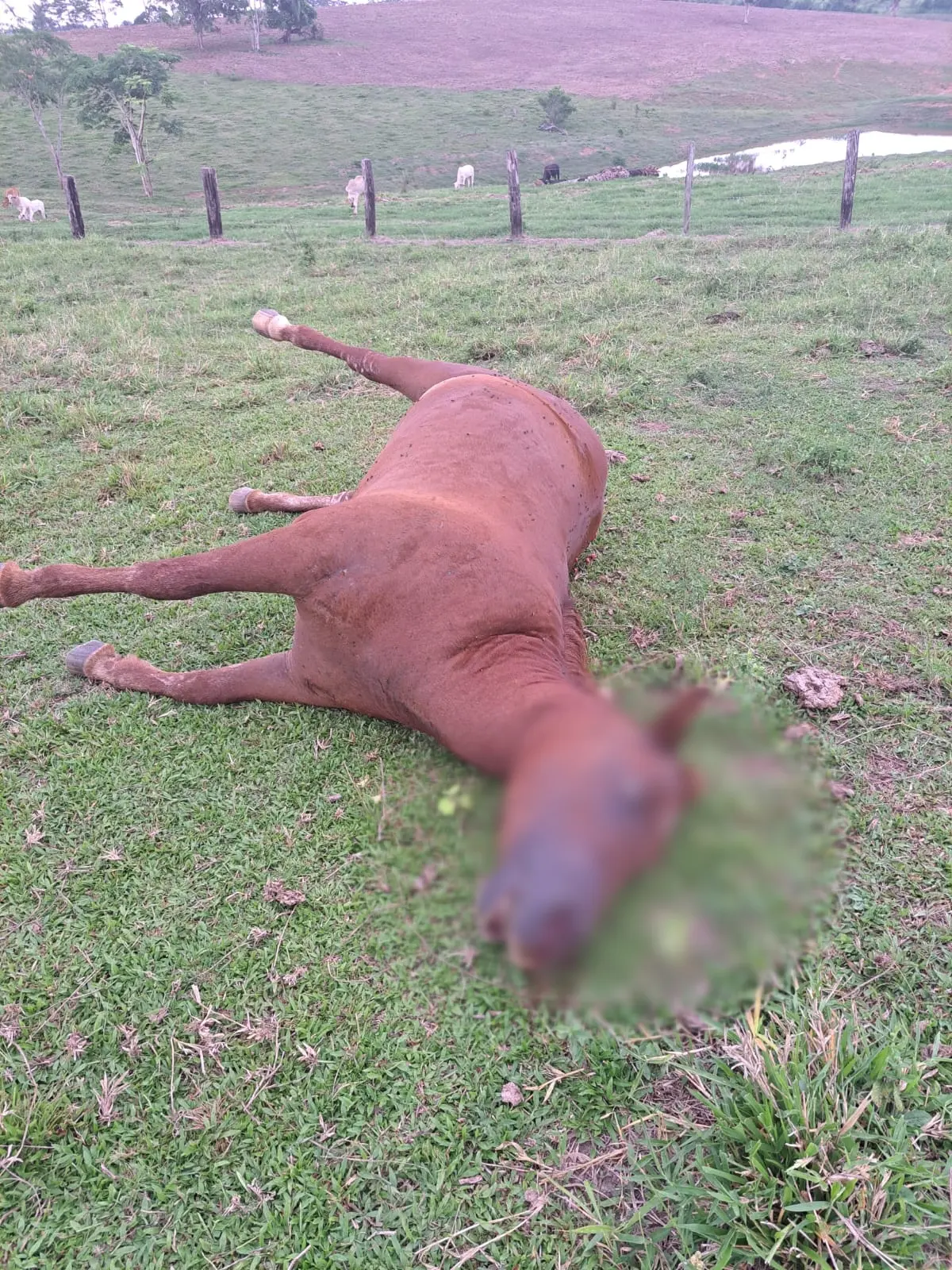 Égua que valia R$ 50 mil morre ao ser atingida por raio no interior do Acre