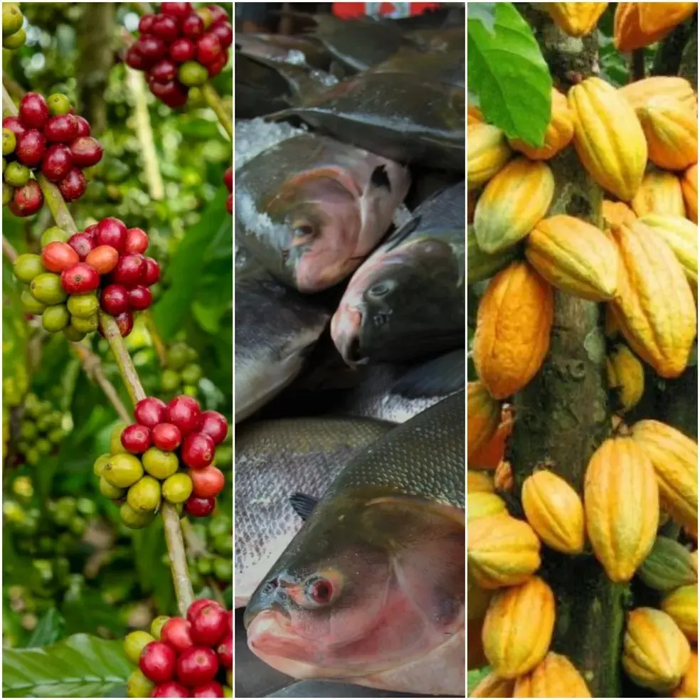 Entenda o que muda com a indicação geográfica conquistada por três produtos em Rondônia