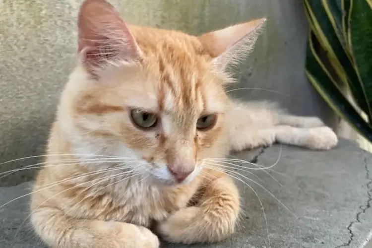 Gata foge e volta após quase dois anos para ‘celebrar’ aniversário da dona