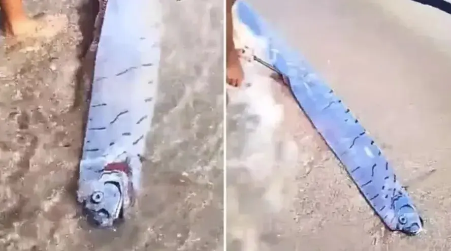 ‘Peixe do fim do mundo’ impressiona banhistas na República Dominicana; veja vídeo
