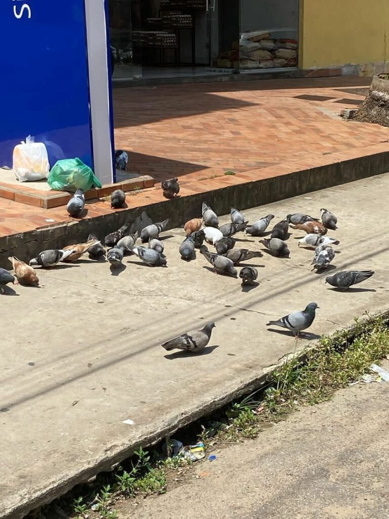 Após morte por doença do pombo, mulher é vista alimentando aves próximo ao Mercado do Bosque