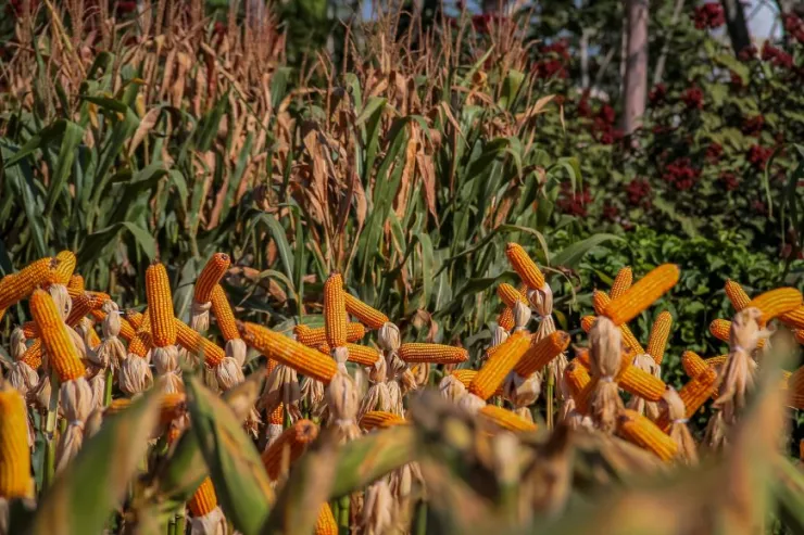 El niño: safras nas lavouras rondonienses devem sofrer redução de 60% na produção, diz estudo