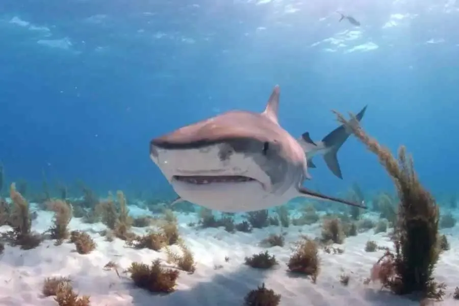 Tubarão ataca e mata mulher que praticava paddle nas Bahamas