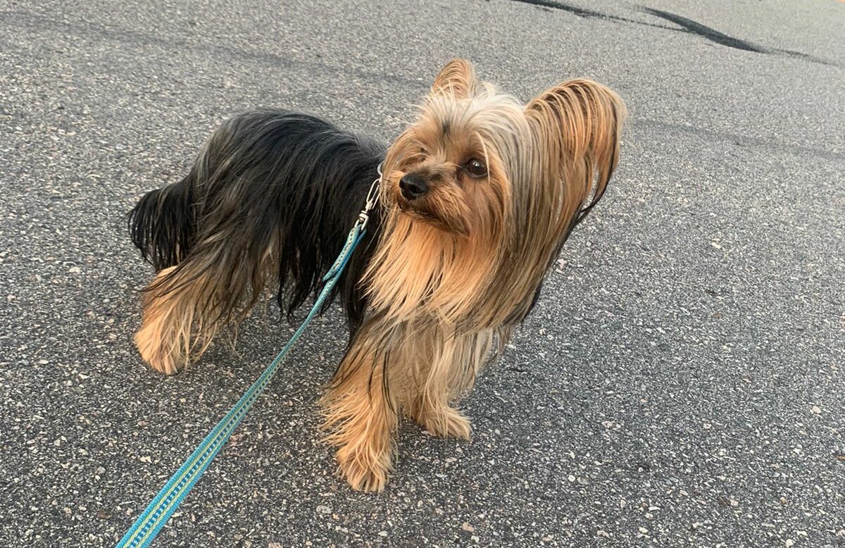 De férias no Acre, família procura por cachorro que sumiu no Conjunto Novo Horizonte