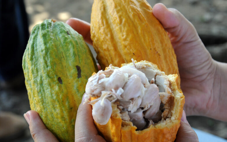 ‘Frutado, adocicado e baixo amargor’: veja o que colocou o cacau de RO em 1º lugar de concurso nacional