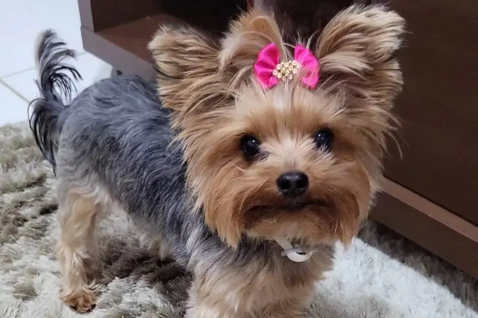 Cadela sequestrada é resgatada dentro de avião prestes a decolar