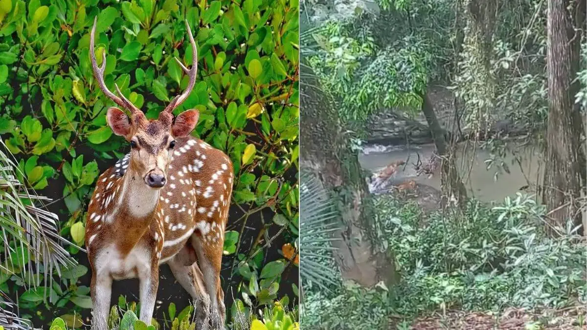 Vídeo: cervo exótico da Índia é flagrado em Santa Catarina
