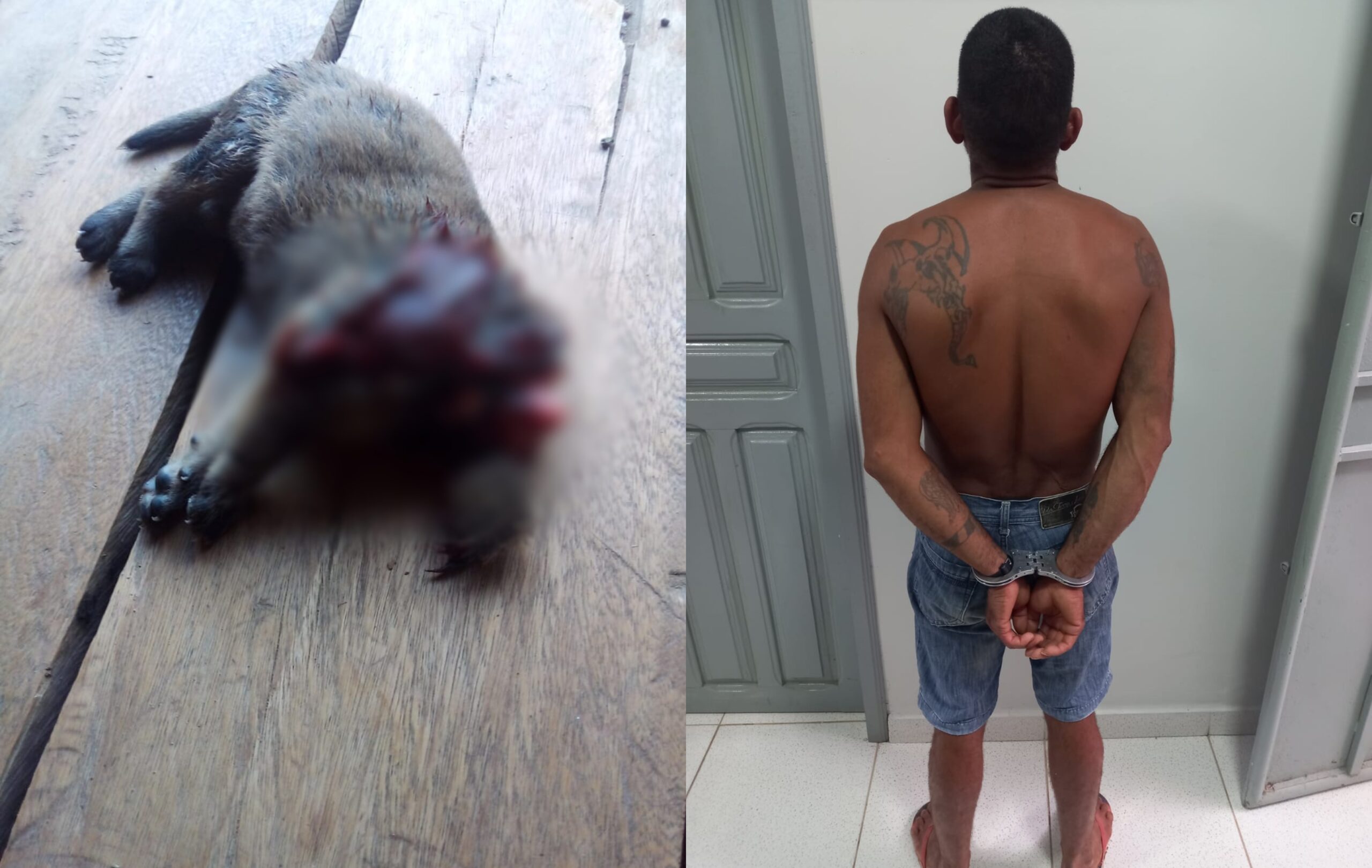 Homem é preso após arrancar cabeça de filhote de cachorro; animal tinha uma semana de vida