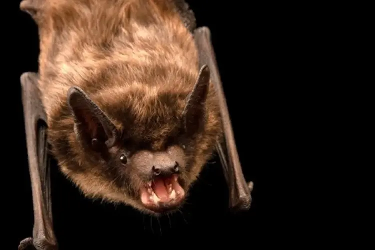 Morcego de pênis gigante faz sexo por até 13h e usa membro como 3º braço
