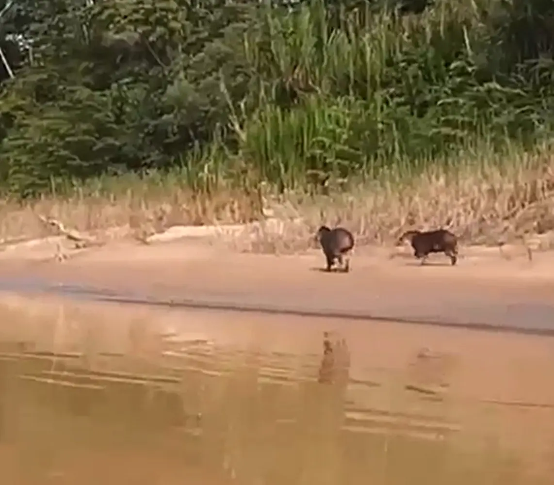 Fofura: antas são filmadas às margens de rio no interior do Acre; VEJA O VÍDEO