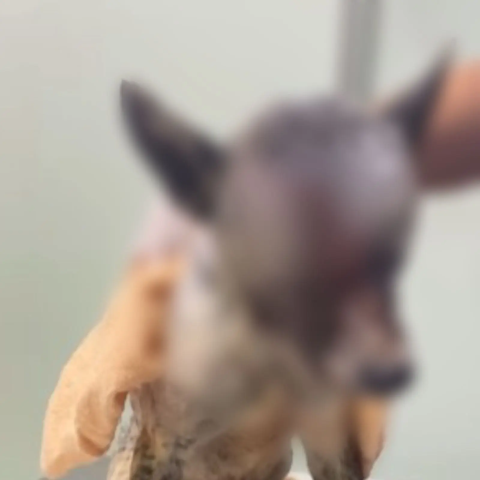 Cão que pegou sete tiros de borracha é resgatado e projeto faz vaquinha solidária em Rio Branco