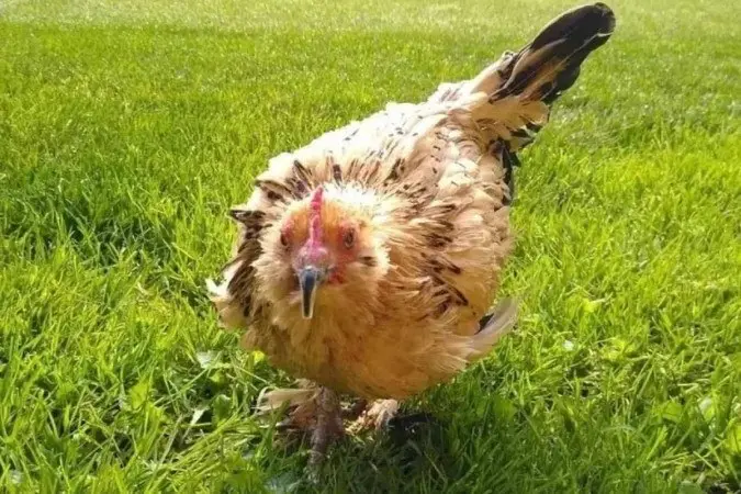 Galinha mais velha do mundo morre aos 21 anos no dia do Natal