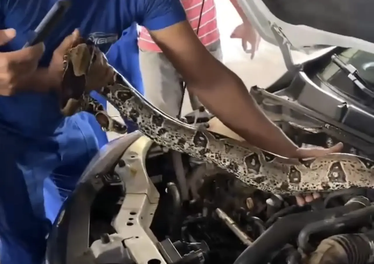 VÍDEO: cobra gigante é encontrada no motor de carro e assusta mecânicos; confira