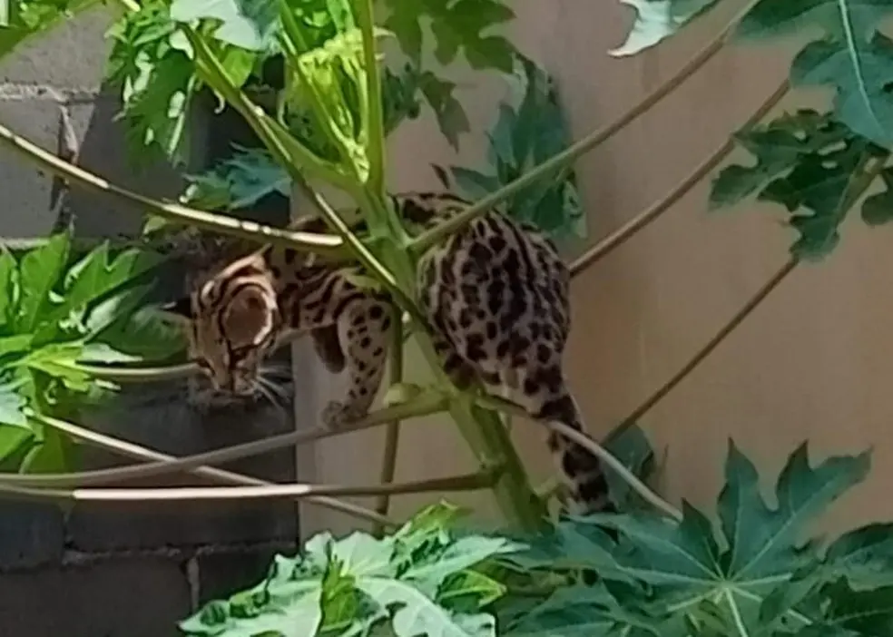 Moradora se assusta ao encontrar jaguatirica em pé de mamão no quintal de casa