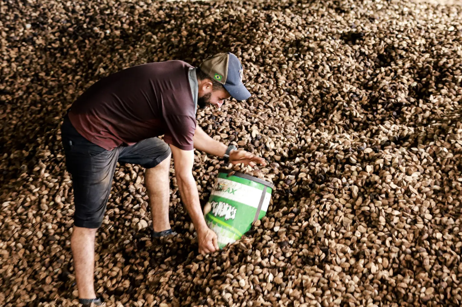 Exportação faz preço da lata da castanha subir para R$ 50 no interior do Acre