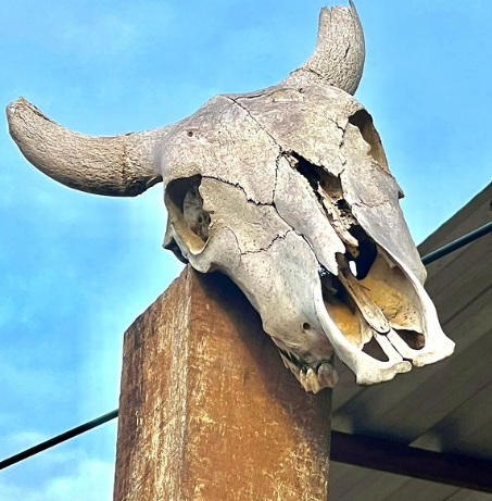 Amuleto? Caveira de boi em residência de Rio Branco viraliza na web e chama atenção