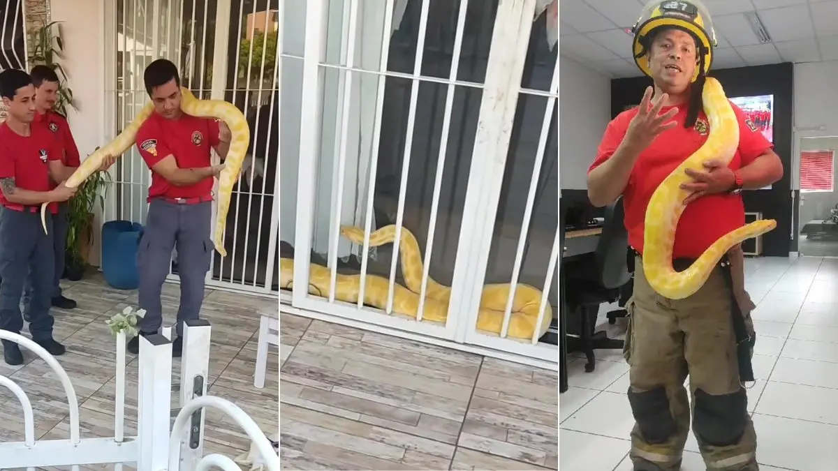Cobra da Ásia entre as maiores do mundo aparece em casa de SC