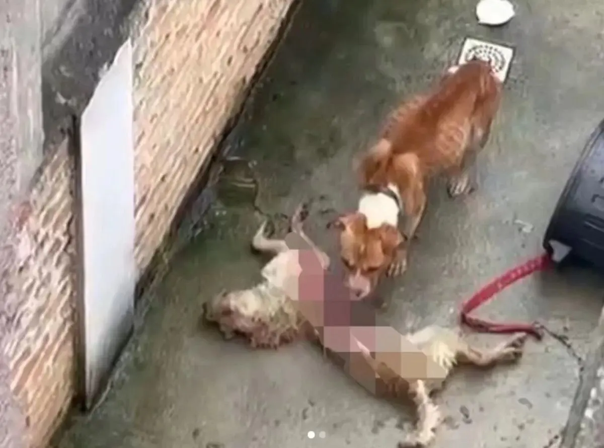 Canibalismo: cães se alimentam de cachorro morto após abandono