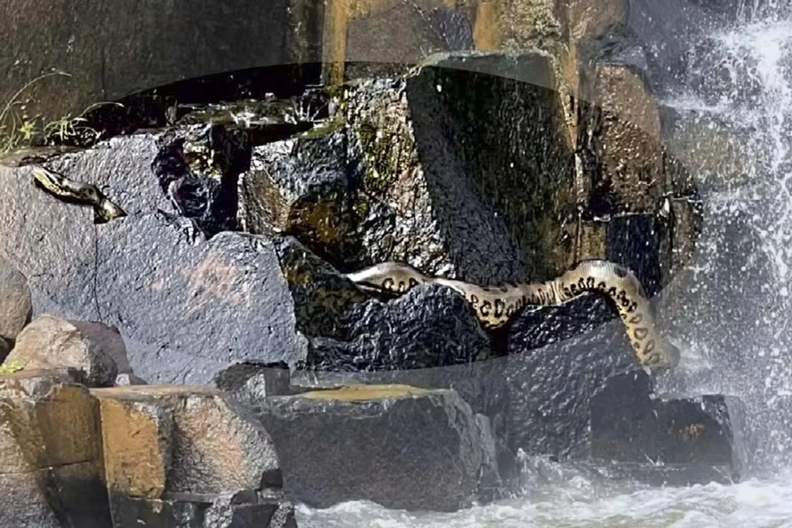 Vídeo: sucuri de 4 metros em cachoeira impressiona turistas