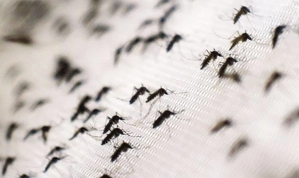 Cidade do Acre tem infestação do mosquito da dengue acima do limite estabelecido pelo MS