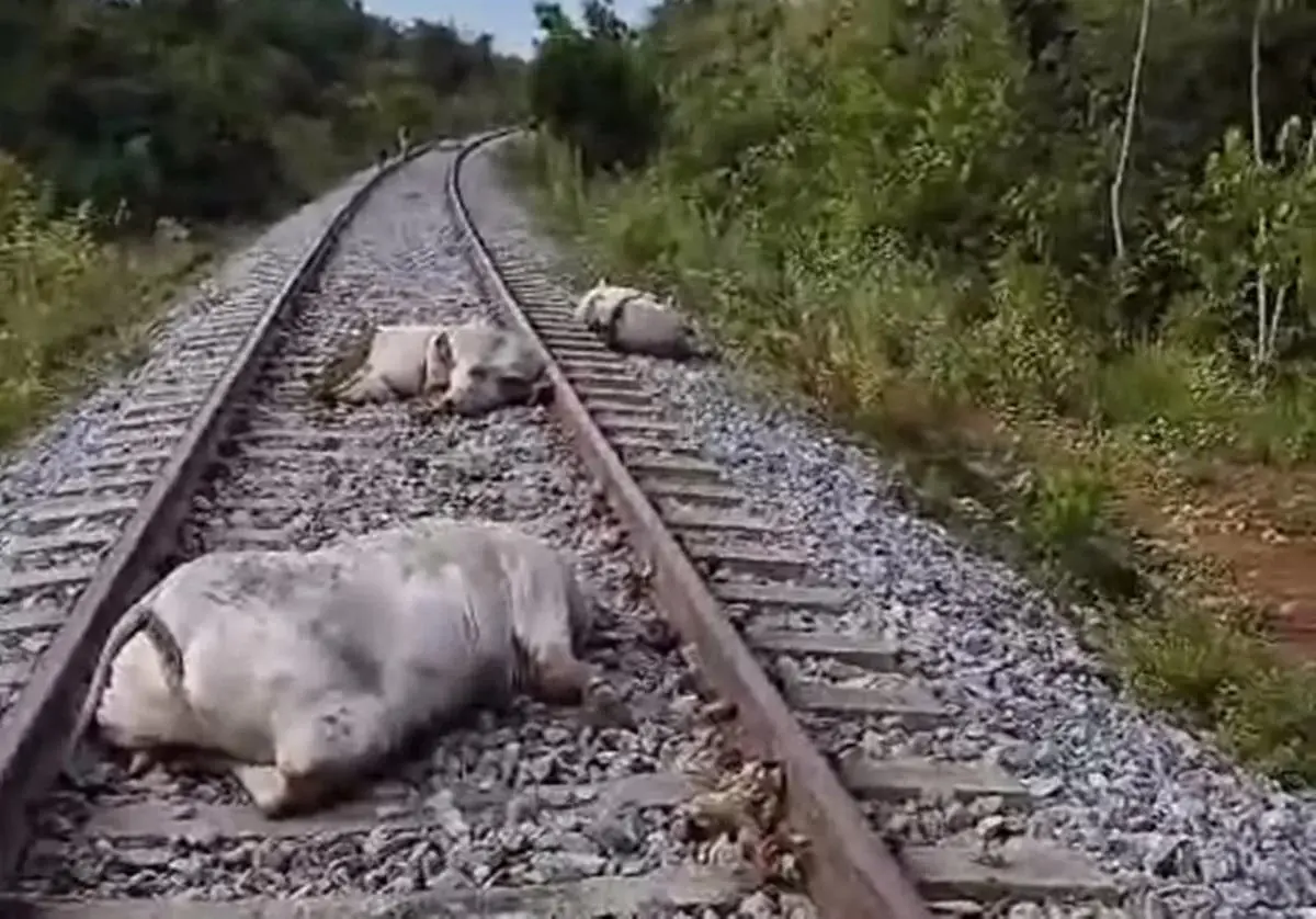 Locomotiva atropela mais de 10 vacas em Tocantins; vídeo
