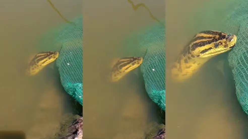 Sucuri é flagrada tentando ‘roubar’ iscas de pescador; veja vídeo