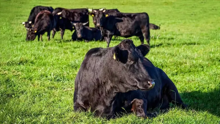 O que é wagyu? Conheça o corte bovino mais caro e macio do mundo
