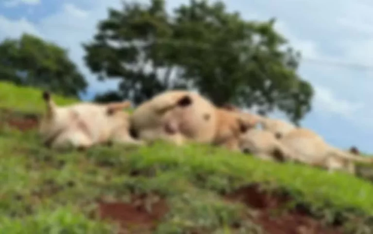 Bois morrem após cabo de energia se romper em fazenda; FOTO