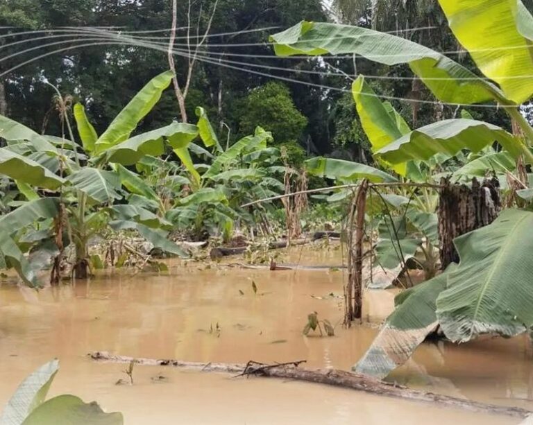 Enchente do Rio Acre atinge plantaçÔes e aldeias indĂgenas perdem toda a produção; VĂDEO