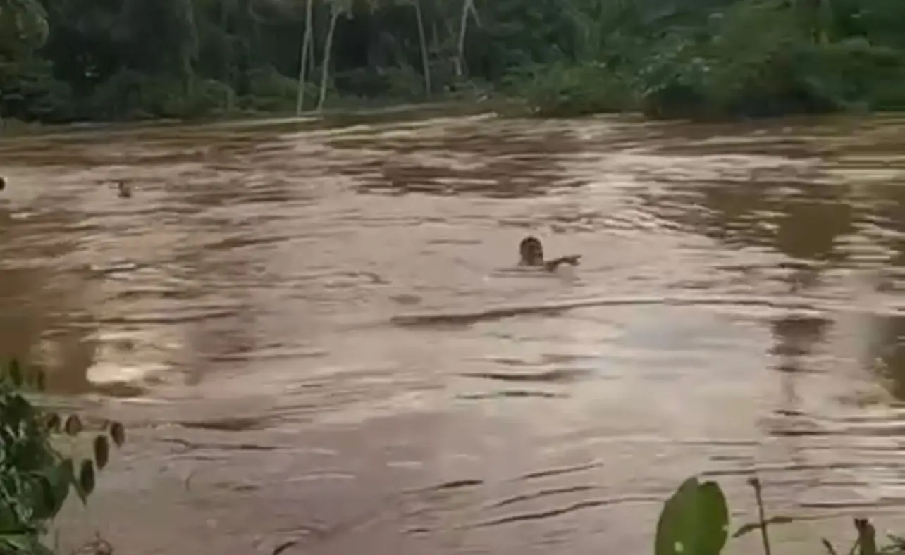 Jovem desaparece após ser levado por correnteza no Igarapé do São Francisco; veja o vídeo
