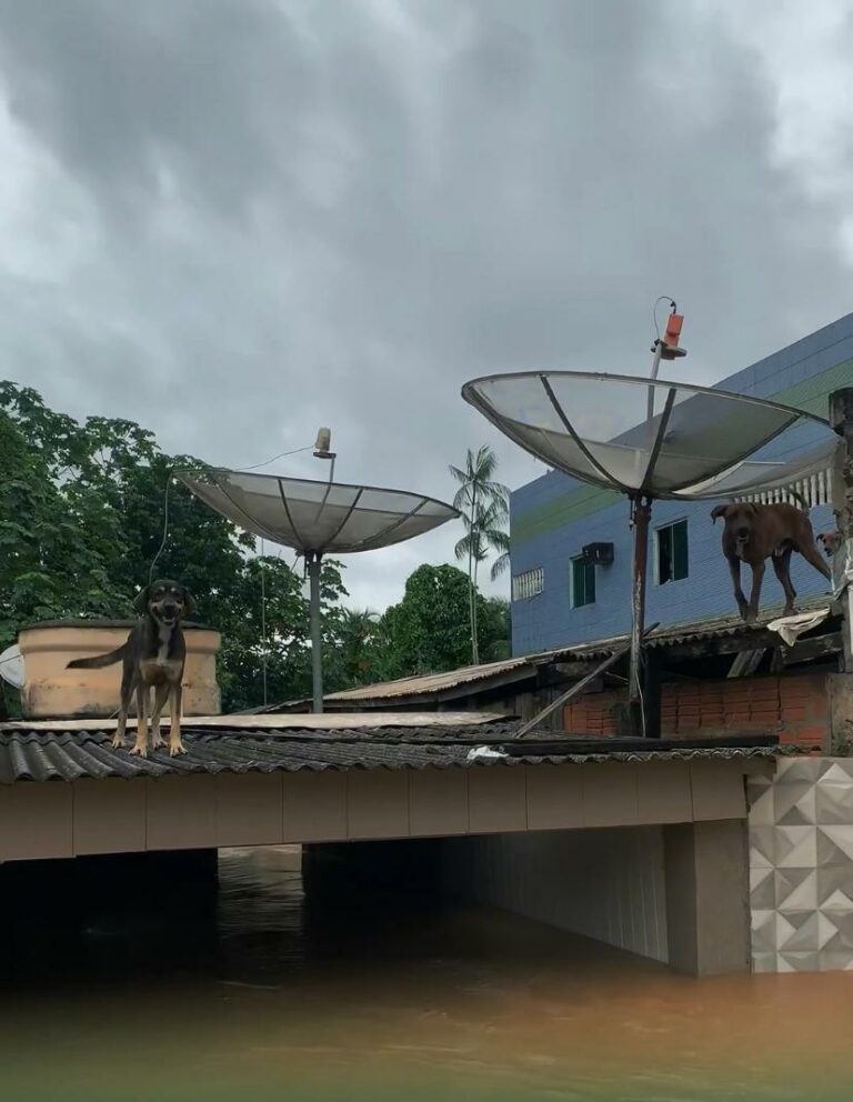 Cheia do Rio Acre: animais são resgatados nos telhados de casas alagadas no interior do Acre