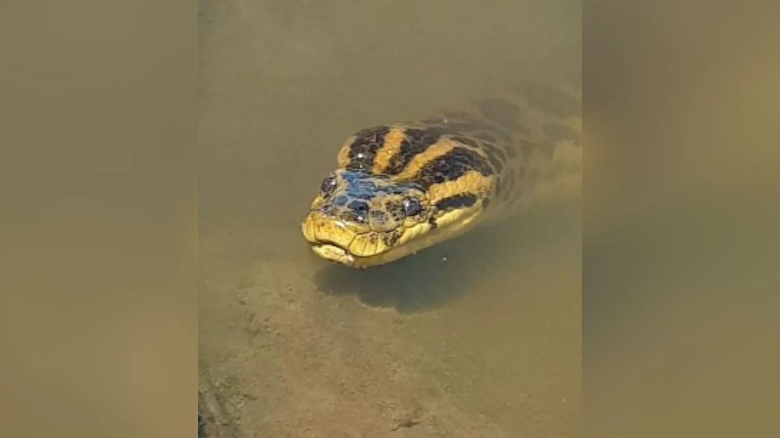 Vídeo: fotógrafo flagra sucuri-amarela tomando “banho de sol”