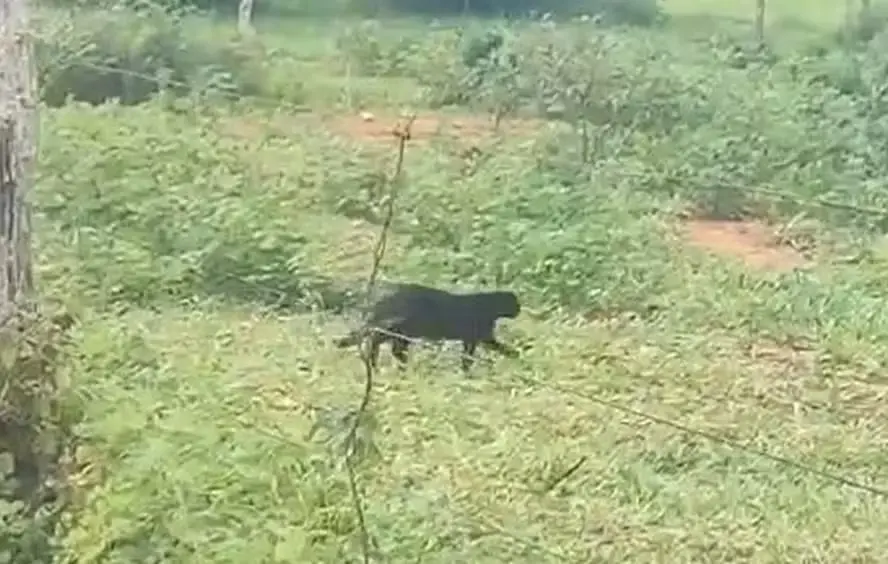 Onça-preta é avistada em fazenda de Minas Gerais; veja vídeo